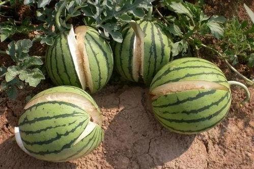 网传热瓜吃瓜群分享图片,吃瓜群分享图片背后的故事