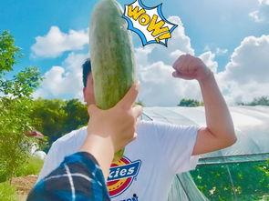 英语老师网红吃瓜,English Teacher's Viral Gossips: A Taste of the Internet's Buzz