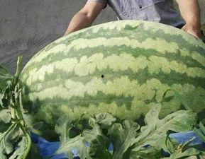 51大赛吃瓜黑料网台湾网红皮皮