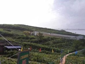 下峪口网红吃瓜事件,揭秘网络舆论背后的真相