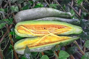 邳州网红吃瓜,揭秘网络红人的幕后故事