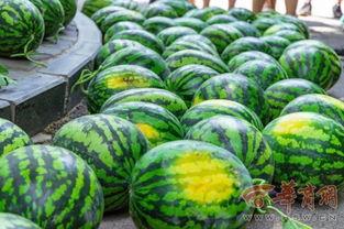 临沂大学网红吃瓜,校园风云背后的美食故事